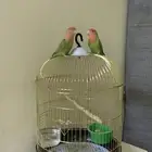 جوز روز منتج