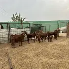 للبيع غنم دهم ( تم للبيع)