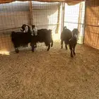 ماعز عارضيات 3