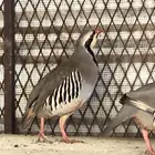 اعقوب شنير سوري للبيع 200