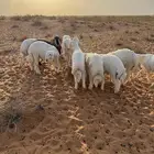 للبيع طليان حريات ذبايح