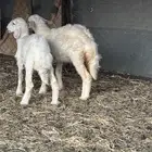 رخال تربيه