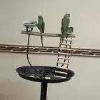 ببغاء دره