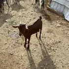تيس مشروع فحل