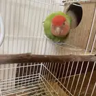 روز اليف