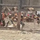 دجاج وديوك بياض