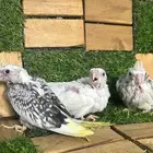 فروخ كروان هولندي و البينو تم البيع