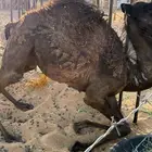 حوار عمره 4 شهور للبيع