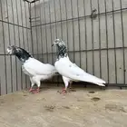 جوز تيدي جونسرا5