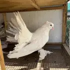 رقاصي أمريكي