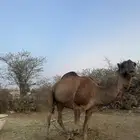 بعير للبيع كفو