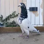 للبيع تيدي سخي