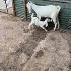 عنزين متابيع