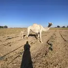 خلفه للبيع مهجنه