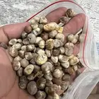 بذور تبلدي ( الباوياب ) منظف وممتاز - متجر باذر