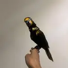 من النوادر لوري براون هدد نشبه