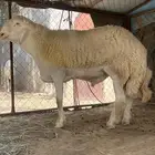 مشروع فحل فاخر ابرص تمم البييع