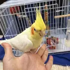 ذكور كروان اليفه هدد