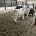 طليان رقم 1