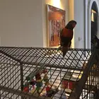 طير لوري