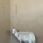 حريات ولد
