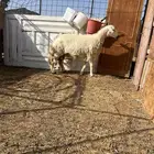نعجه حايل