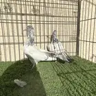 جوز سهران بوري