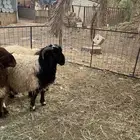 جذع نعيمي عمر 9 شهور تقريبا