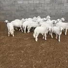 بهم كفو شعره وطرف وزين العدد 18