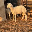 للبيع هرفي حبصي