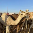 بكرا عمرها 6شهور حالتها الصحيه جدا  ممتازه
