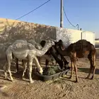 حشو للبيع