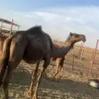 ناقه ولدته الثانيه قعود للبيع على السوم