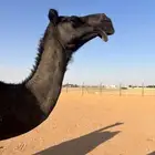 للبيع لقحه مجهم منيحة طيبة