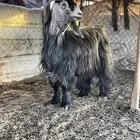 عنز للبيع