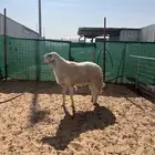 فحل حري مشروط سدس