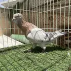 فحل