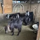 معزا خلفات تم البيع