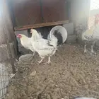 دجاج فرنسي الموقع املج