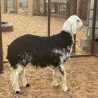 خروف نجدي للبيع ظهره طيب وطرفه طيب