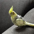 كروان عمره سنتين مع قفصه