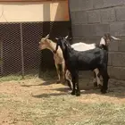 تيوس للبيع