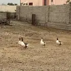 وز للبيع الموقع العيدابي