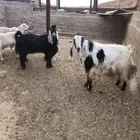 فحول تيوس للبيع
