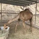 ناقه للبيع الموقع هروب