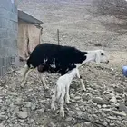 رخل جذعه تحتها خروف