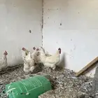 دجاج فرنسي تم البيع