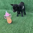 ماعز قزم امريكي تشيكي لون ملكي اليف جدا