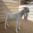 جفرة مقنوي
