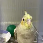 ببغاء كروان للبيع